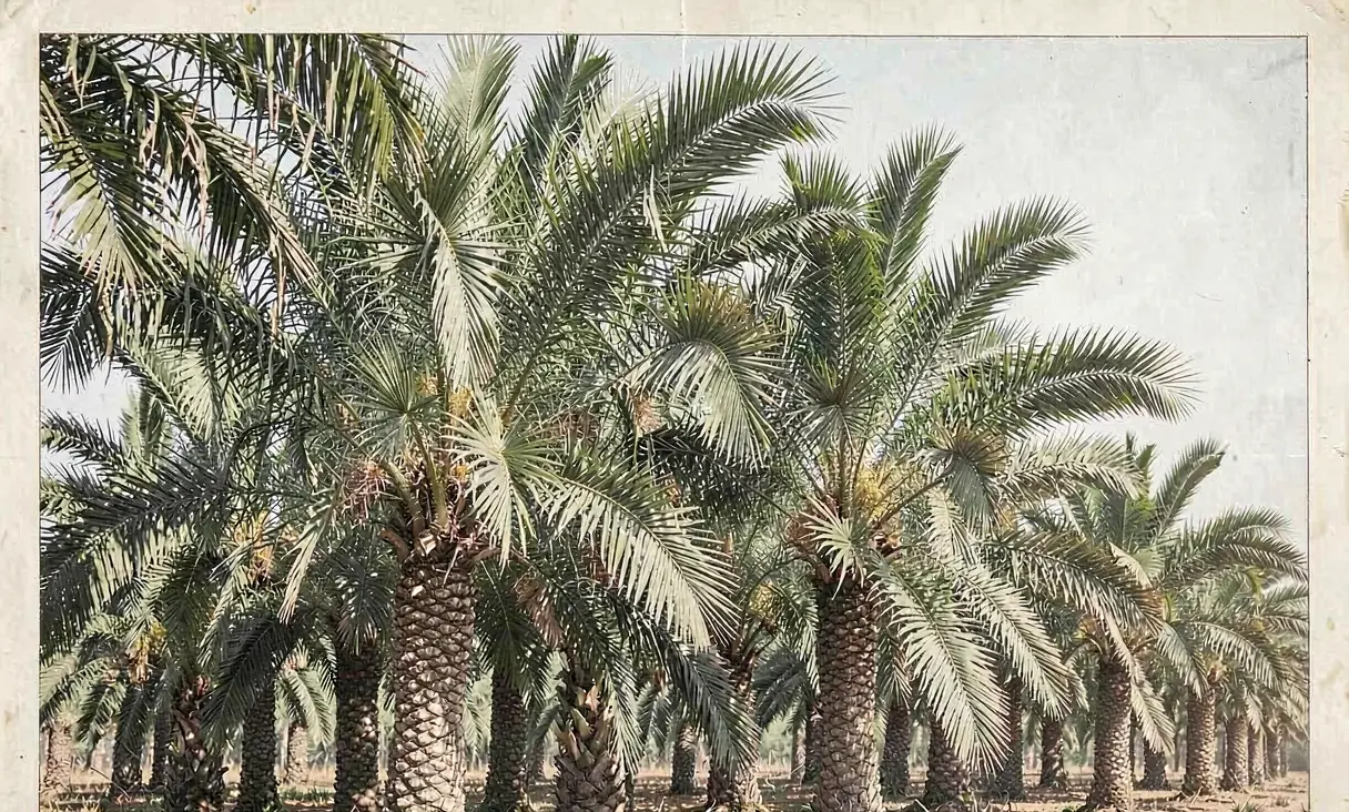 Arecaceae
